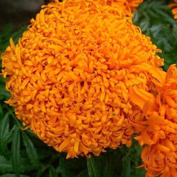 Aksamitka wzniesiona, Fantastic pomarańczowa (Tagetes erecta fl. pl.) nasiona 0,4g (3).jpg