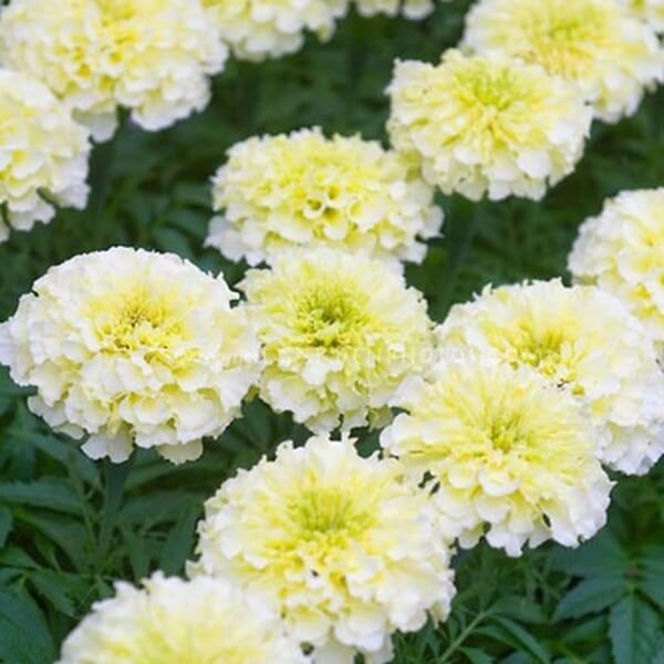 aksamitka wzniesiona, kremowobiała (Tagetes erecta fl. pl.) nasiona 0,3g (5).jpg