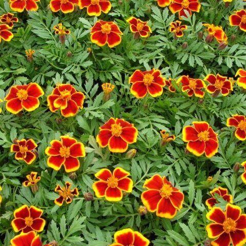 Aksamitka rozpierzchła Red Marietta nasiona 1g