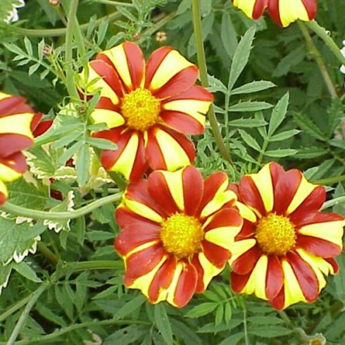 Aksamitka wysoka Klaun 0,5g