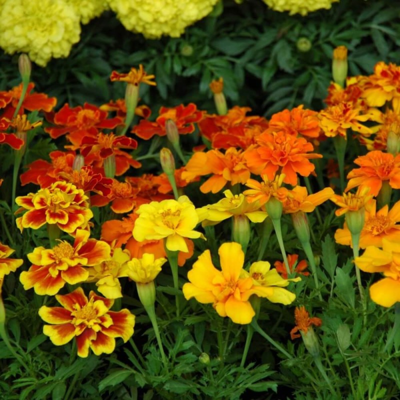 Aksamitka wąskolistna Starfire, mieszanka (T. tenuifolia) 0,5g (2).jpg