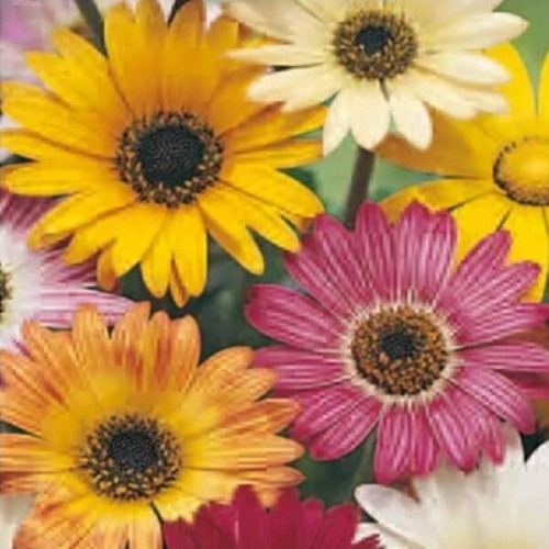 Arktotis - Niedźwiedzie ucho mieszanka 0,5g nasiona