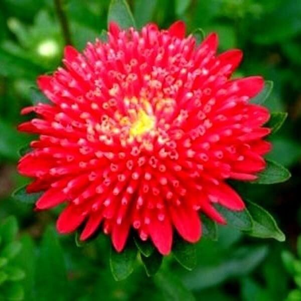 Aster chiński książęcy - czerwony (Callistephus chinensis) nasiona 1g (1).jpg