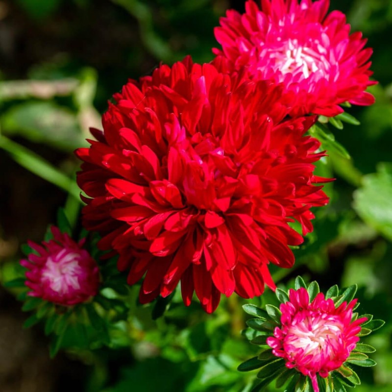 Aster chiński książęcy - czerwony (Callistephus chinensis) nasiona 1g (2).jpg