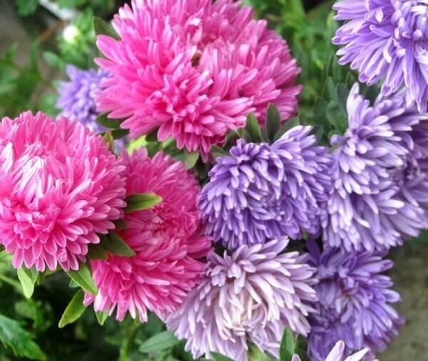 Aster Chiński Chryzantemowy mieszanka (Callistephus chinensis) nasiona 1+0,25g.jpg