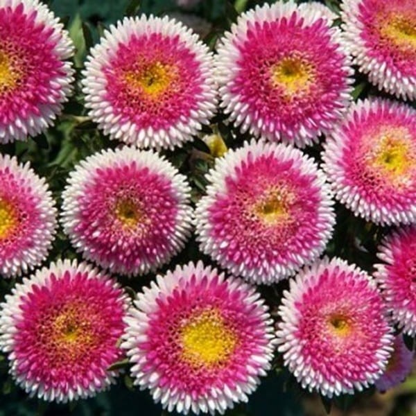 Aster Chiński Liliput Moonshine 'Hi-No-Maru' (Callistephus chinensis) nasiona 0,3g (2).jpg