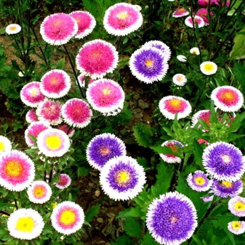 Aster chiński Liliput Moonshine Mix nasiona 0,3g