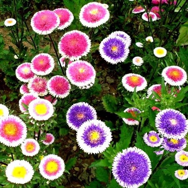 Aster Chiński Liliput Moonshine Mix (Callistephus chinensis) nasiona 0,3g  (1).jpg