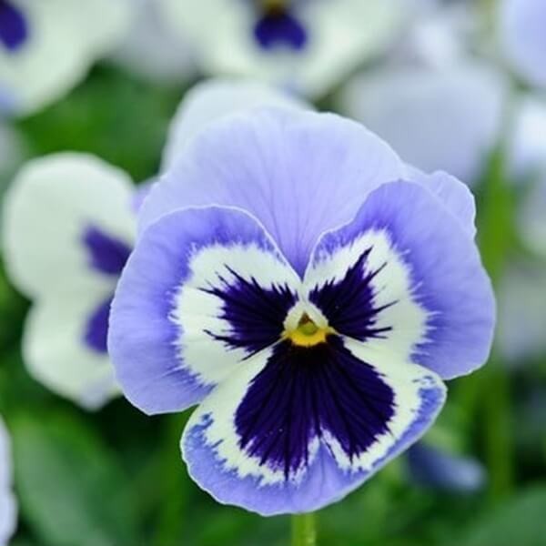 Bratek Szwajcarski Wielkokwiatowy Adonis (Viola x Wittrockiana) nasiona 0,4g (1).jpg