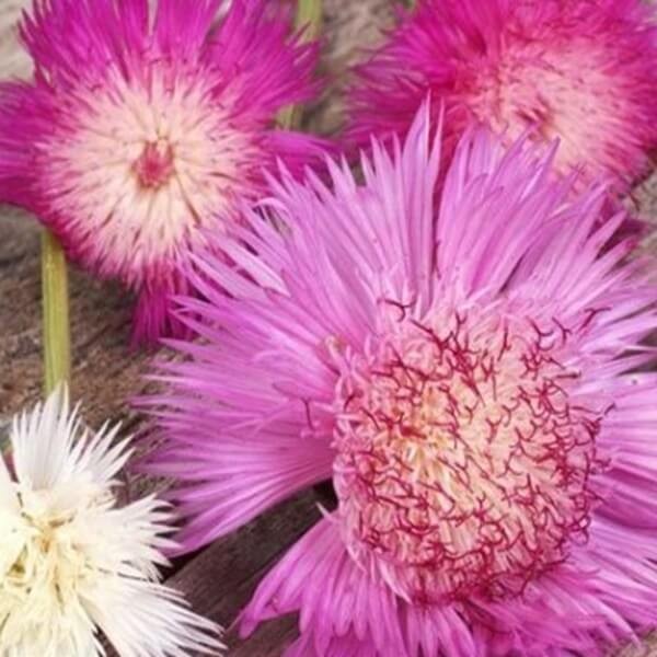 Chaber cesarski, mieszanka (Centaurea imperalis) nasiona 1g (1).jpg