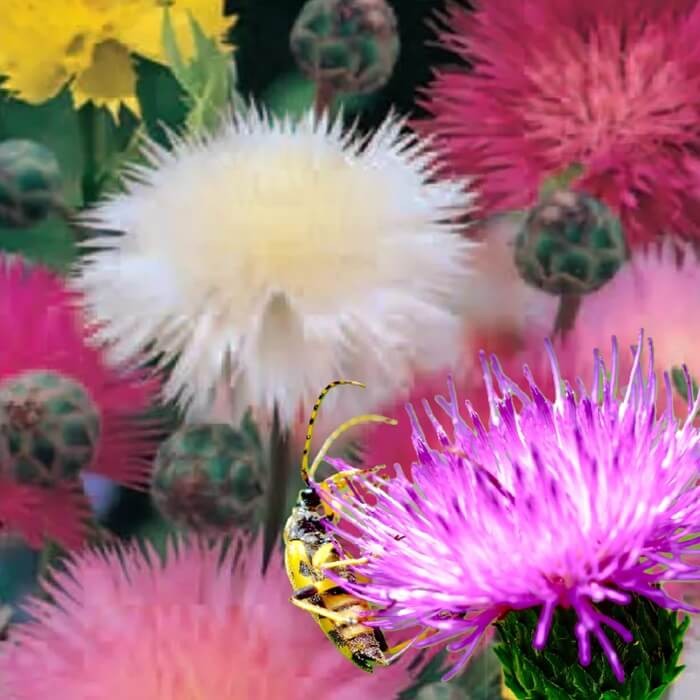 Chaber cesarski, mieszanka (Centaurea imperalis) nasiona 1g (4).jpg