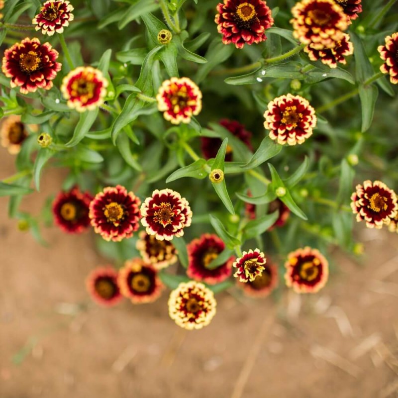Cynia meksykańska, mieszanka (Zinnia haageana) nasiona 0,5g (2).jpg