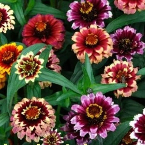 Cynia meksykańska mieszanka nasiona 0,5g