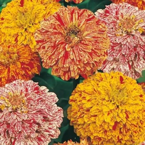 Cynia wytworna daliowa Peppermint Stick mieszanka nasiona 1g