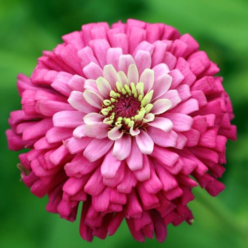 Cynia wytworna-daliowa Illumination Różowa nasiona 1g