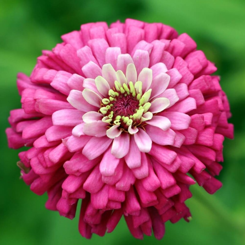 cynia wytworna-daliowa 'Illumination' Różowa (Zinnia elegans fl. pl. dahliaeflora) nasiona 1g (1).jpg
