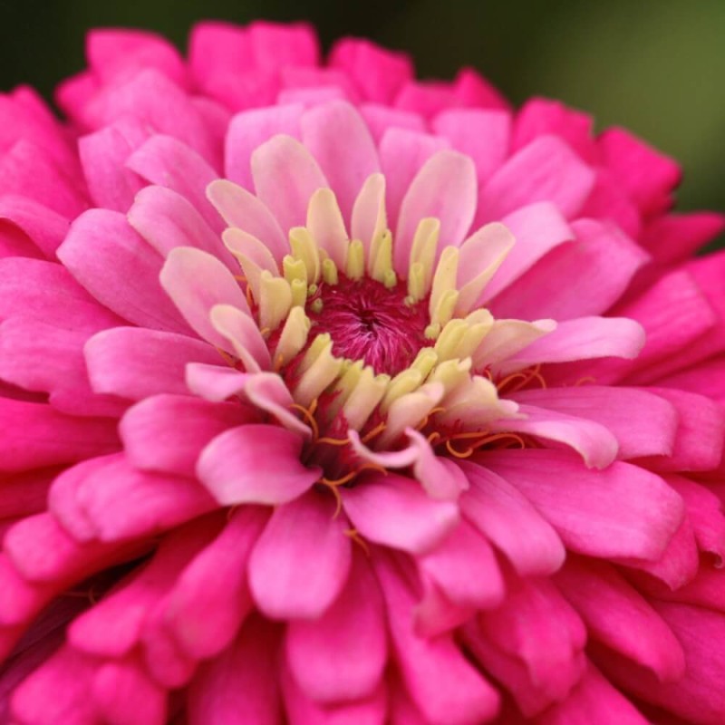 cynia wytworna-daliowa 'Illumination' Różowa (Zinnia elegans fl. pl. dahliaeflora) nasiona 1g (4).jpg