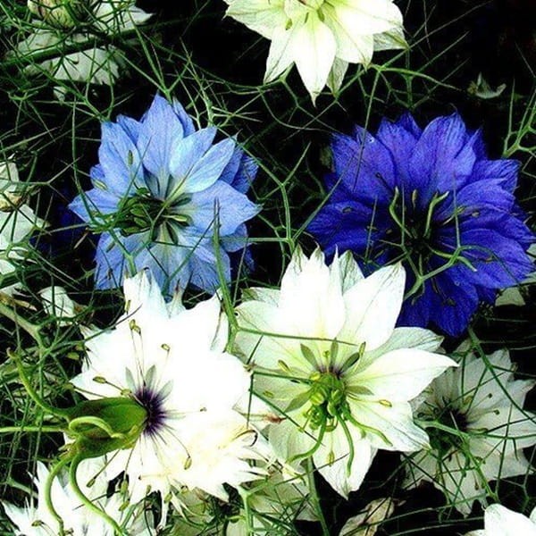 Czarnuszka Damasceńska - mieszanka (Nigella damascena fl.pl.) nasiona 2g.jpg