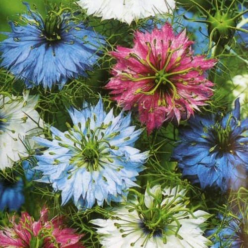 Czarnuszka Damasceńska mieszanka nasiona 2g