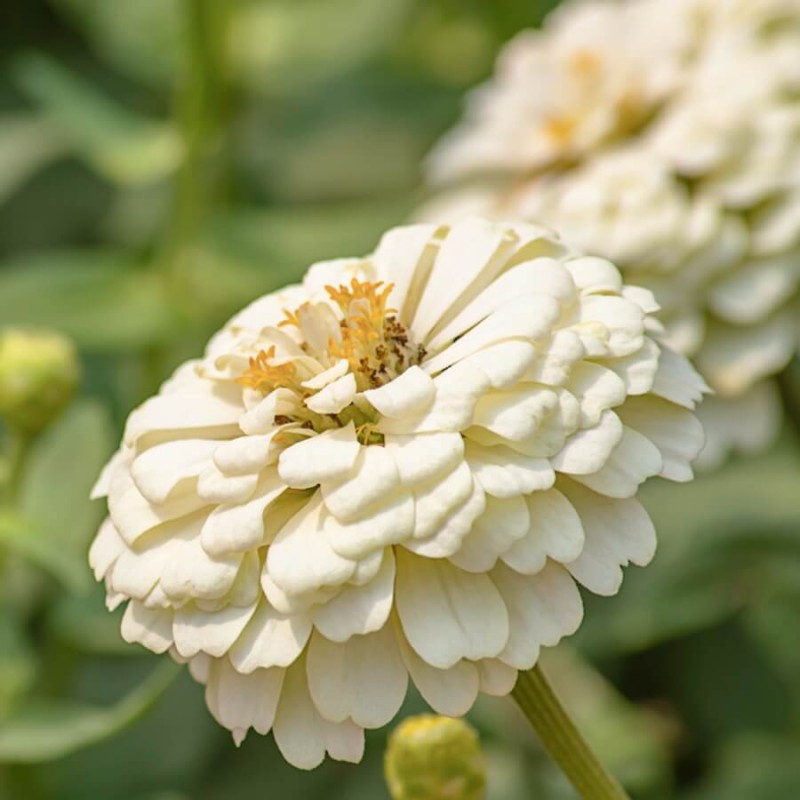 cynia wytworna-daliowa 'Polar Bear' Biała (Zinnia elegans fl. pl. dahliaeflora) nasiona 1g (1).jpg