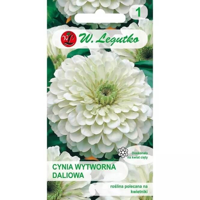 cynia wytworna-daliowa 'Polar Bear' Biała (Zinnia elegans fl. pl. dahliaeflora) nasiona 1g (2).jpg