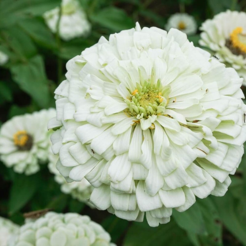 cynia wytworna-daliowa 'Polar Bear' Biała (Zinnia elegans fl. pl. dahliaeflora) nasiona 1g (4).jpg