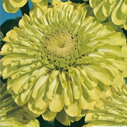 Cynia wytworna-daliowa Zielona Envy nasiona 1g