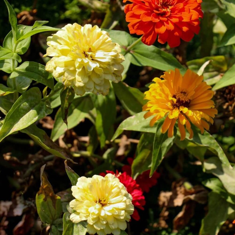 Cynia wytworna, daliowa Peppermint Stick, mieszanka (Zinnia elegans fl. pl. dahliaeflora) nasiona 1g (3).jpg
