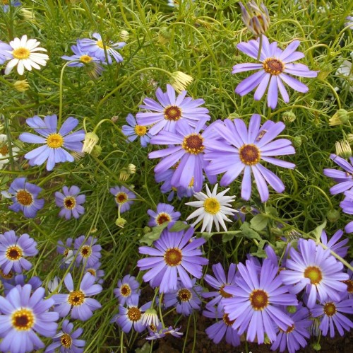 Czubatka ubiorkolistna mieszanka nasiona 0,2g