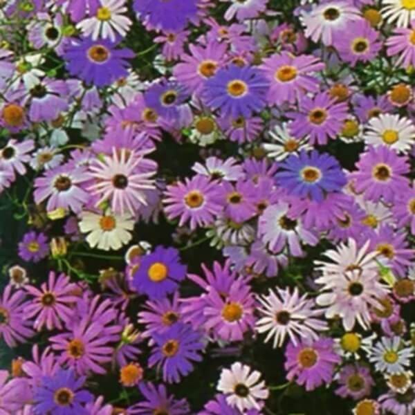 Czubatka ubiorkolistna, mieszanka (Brachycome iberidifolia) nasiona 0,2g (3).jpg