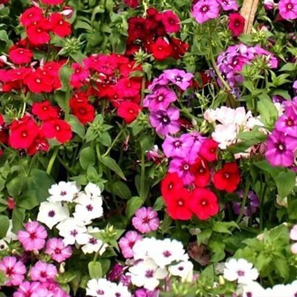 Floks, Płomyk letni - mieszanka (Phlox drummondii) nasiona 0,5g (2) (1).jpg