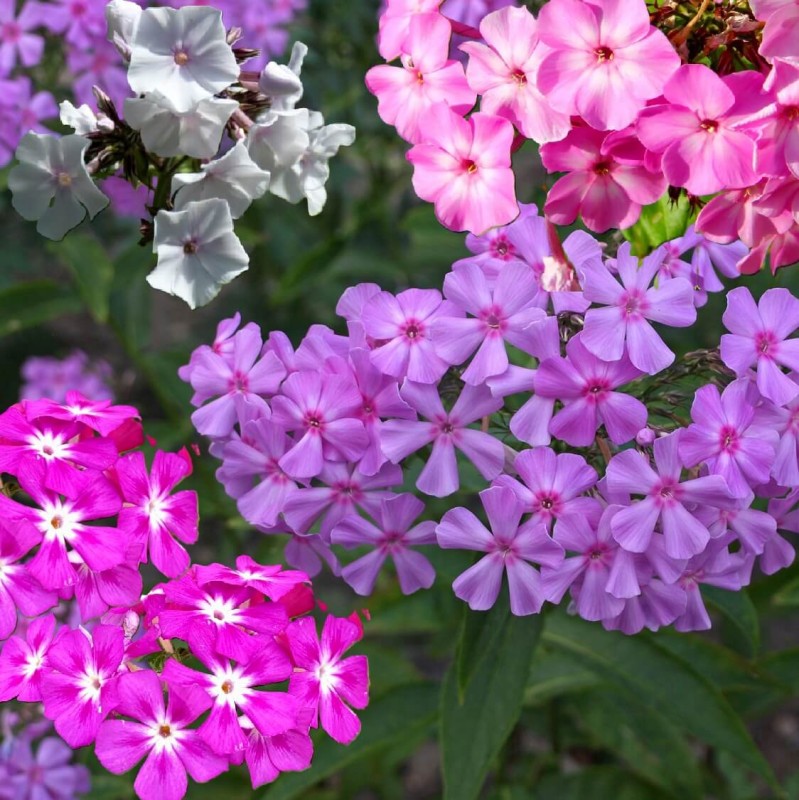 Floks, Płomyk letni - mieszanka (Phlox drummondii) nasiona 0,5g (1) (1).jpg
