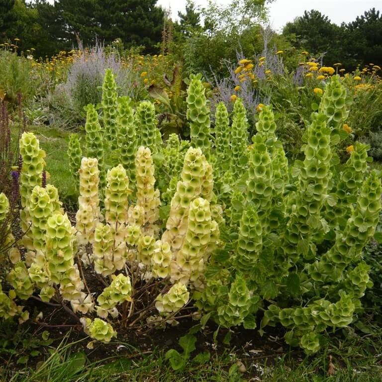 Dzwonki Irlandzkie (Molucella Laevalis) nasiona 0,5g (1).JPG