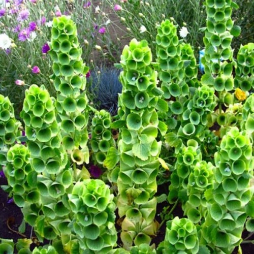 Dzwonki Irlandzkie nasiona 0,5g