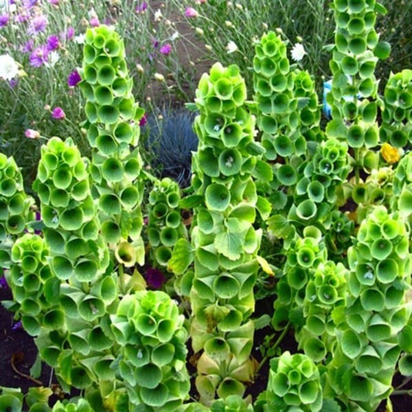 Dzwonki Irlandzkie (Molucella Laevalis) nasiona 0,5g (2).jpg