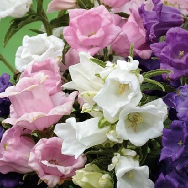 Dzwonek ogrodowy, 'Calycanthema Cup&amp;Saucer' mieszanka (Campanula medium) 0,3 g nasiona LUX  (3).jpg