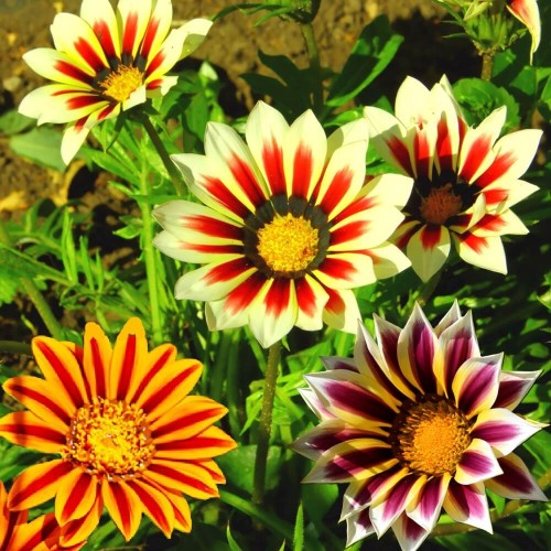 Gazania lśniąca mieszanka nasiona 0,3g