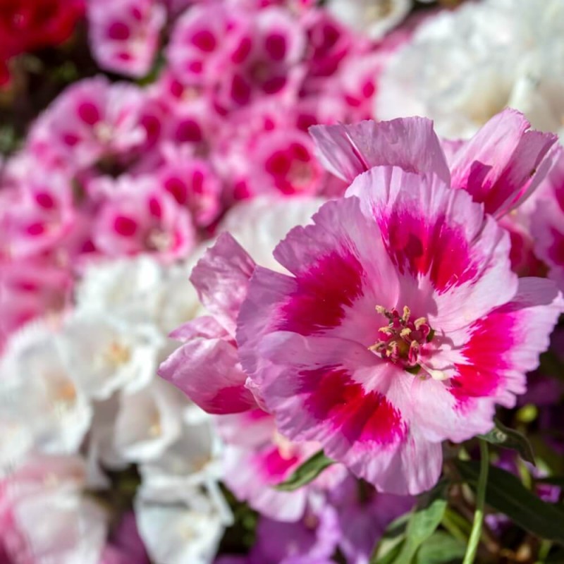 Klarkia, Dzierotka mieszanka (Clarkia elegans) nasiona 1g  (2).jpg