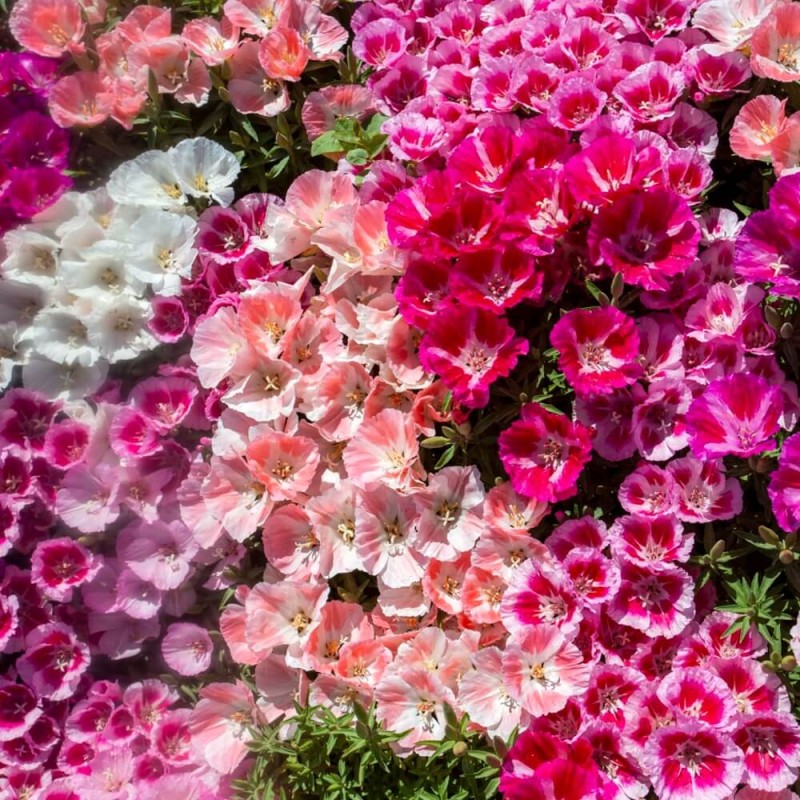 Klarkia, Dzierotka mieszanka (Clarkia elegans) nasiona 1g  (3).jpg