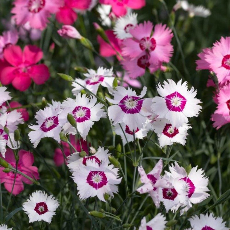 Goździk chiński, mieszanka (Dianthus chinensis) nasiona 1g (2).jpg