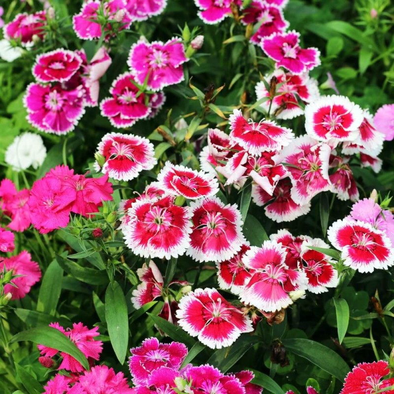 Goździk chiński, mieszanka (Dianthus chinensis) nasiona 1g (3).jpg