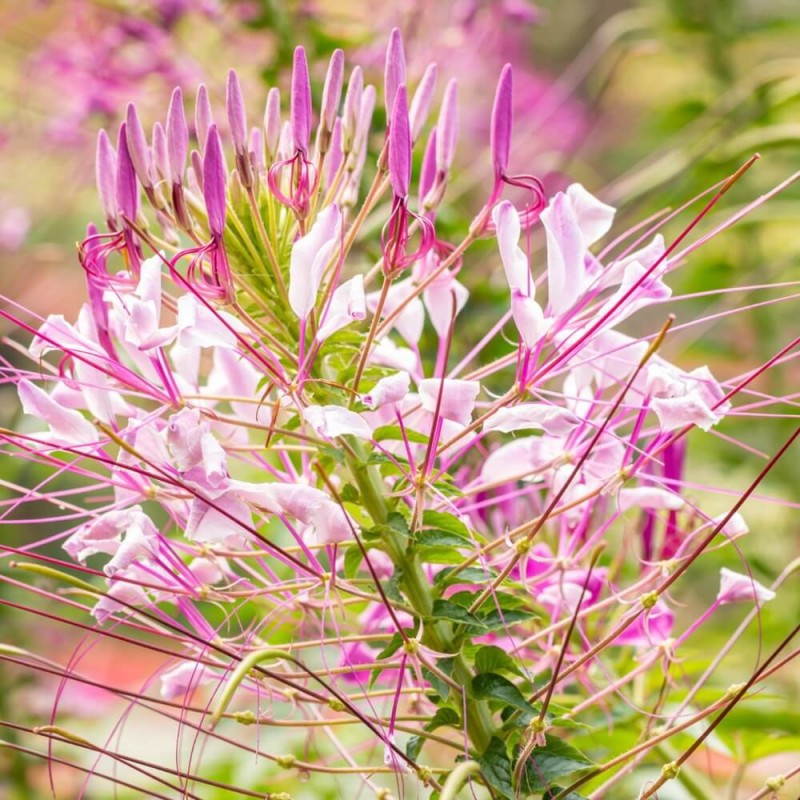Kleome ciernista mieszanka (Cleome spinosa) nasiona 0,5g (3).jpg