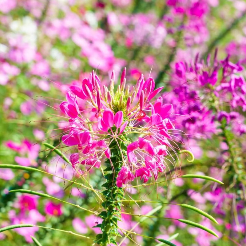 Kleome ciernista mieszanka (Cleome spinosa) nasiona 0,5g (1).jpg