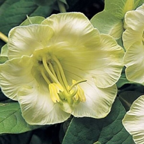 Kobea Pnąca biała nasiona 6 sztuk