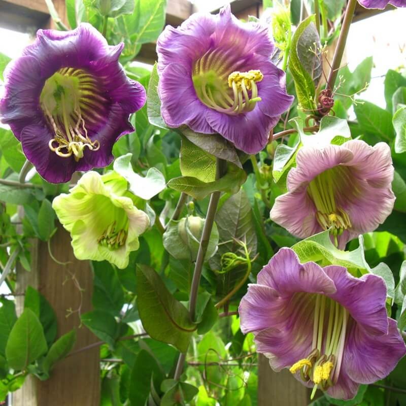 Kobea Pnąca biała (Cobaea Scandens) nasiona 6 sztuk (2).jpg