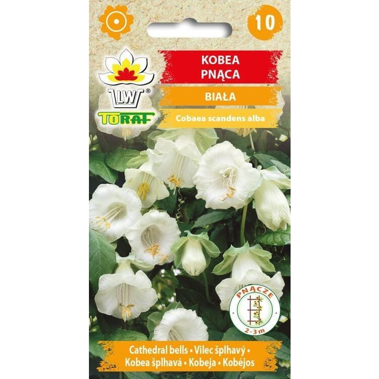 Kobea Pnąca biała (Cobaea Scandens) nasiona 6 sztuk (3).jpg