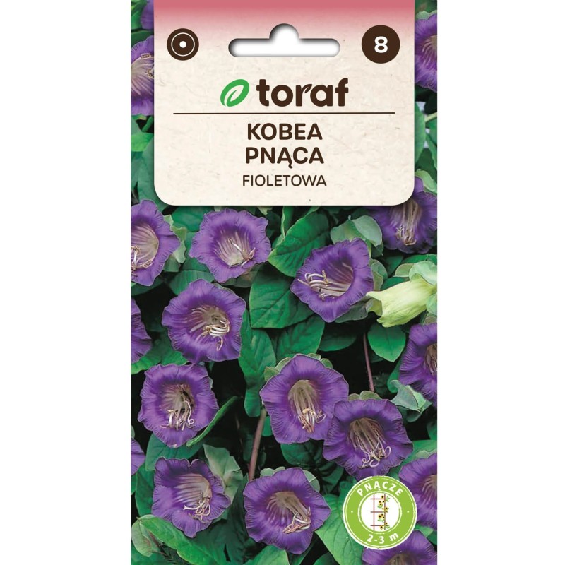 Kobea Pnąca fioletowa (Cobaea Scandens) nasiona 6 sztuk.jpg