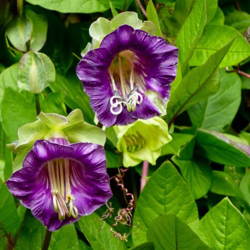 Kobea Pnąca fioletowa nasiona 6 sztuk