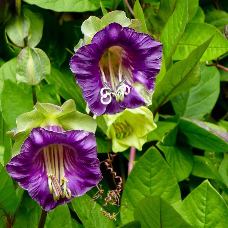 Kobea Pnąca fioletowa (Cobaea Scandens) nasiona 6 sztuk (1).jpg