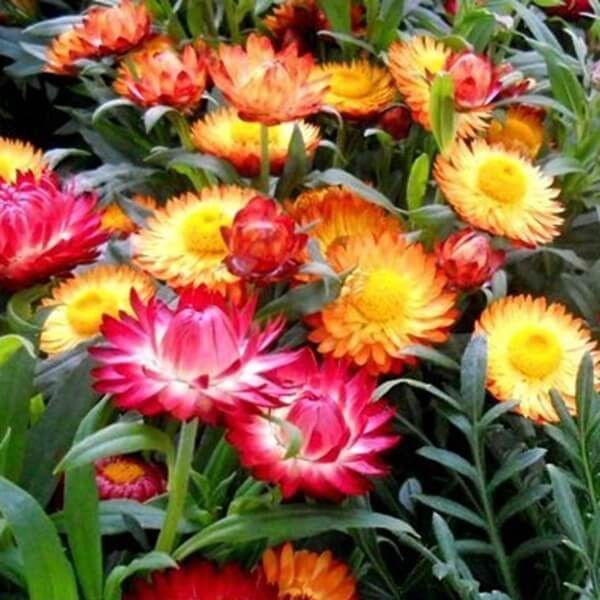 Kocanka karłowa, Nieśmiertelnik, mieszanka (Helichrysum bracteatum) nasiona 0,5g (3).jpg